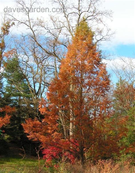 Plantfiles Pictures Dawn Redwood Metasequoia Glyptostroboides By