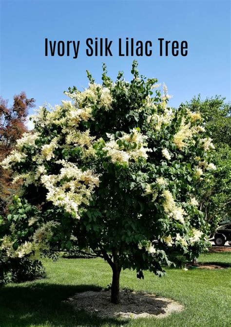 Plant Of The Week Ivory Silk Tree Lilac Grimms Gardens