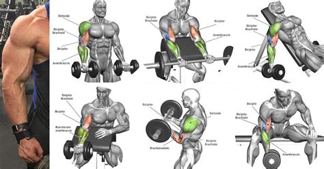 The Best Bicep Workout Program To Ensure The Biggest Biceps Fitness