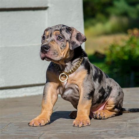 138k Likes 190 Comments Xlxxl American Bullies Swagkennels On