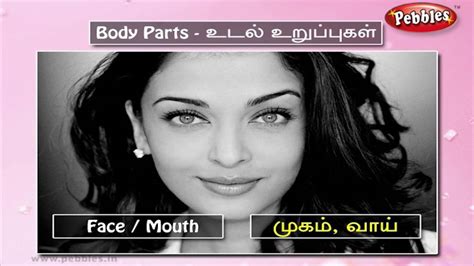 From head to toe, the external body has so many parts and every language has a set of names to describe them. Speak Tamil Through English | Spoken Tamil | Lesson - 19 Body Parts - YouTube