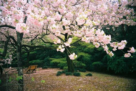Gambar Keindahan Bunga Sakura Di Jepang ~taman Taman Indah Terkenal