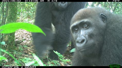 Camera Trap Images Reveal Rare Gorillas And Primates In Nigeria