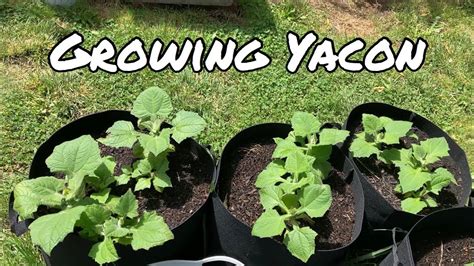 Growing Yacon Planting Ground Apple Growing Yacon From Rhizomes Youtube