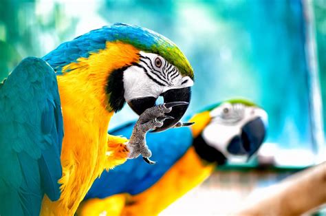 Exotic Birds In Brevard Parrots As Pets Space Coast Pet Services
