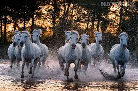Wild White Horses At Sunset In The Camargue News Natureslens