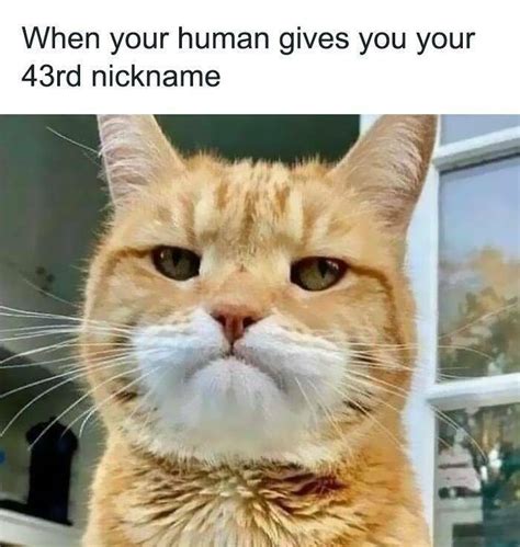 Purrfectly Hilarious Memes For Cat Enthusiasts Pics Izismile