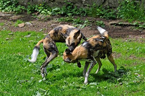 African Hunting Dogs Edinburgh Zoo Thundermonkey Flickr