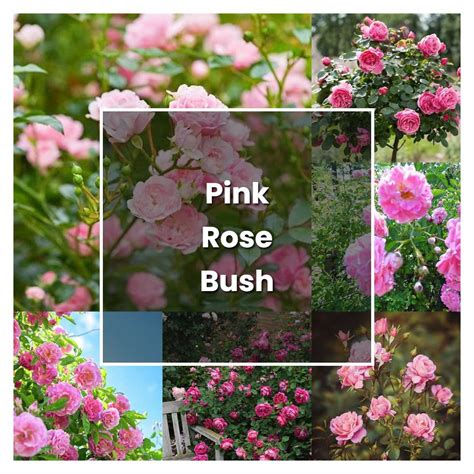 How To Grow Pink Rose Bush Plant Care And Tips Norwichgardener
