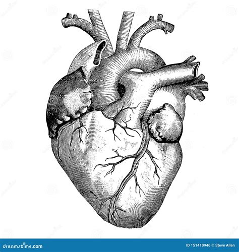 Corazón Humano Dibujo