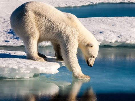Russian Islands Emergency Over Polar Bear Invasion