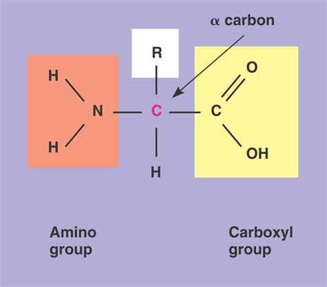 amino acid 05 un78aminoacidformula l