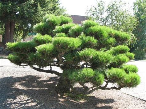 Pine Japanese Black Treebrowser Usu