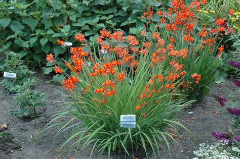 Orange flower stock photos and images. Prince Of Orange Crocosmia (Crocosmia 'Prince Of Orange ...