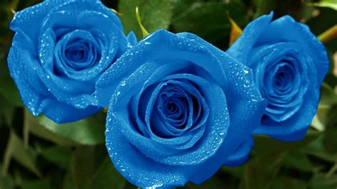 Die 73 Besten Blaue Rosen Hintergrundbilder