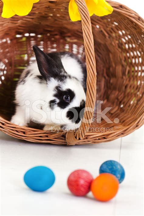 Rabbit In A Basket With Easter Eggs Stock Photo Royalty Free Freeimages
