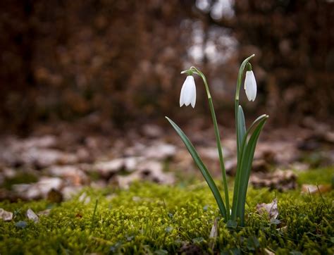 Snowdrops Spring Flowers Forest Free Photo On Pixabay Pixabay