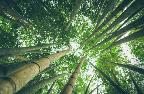 Free Images Tree Forest Branch Sunlight Leaf Trunk Green