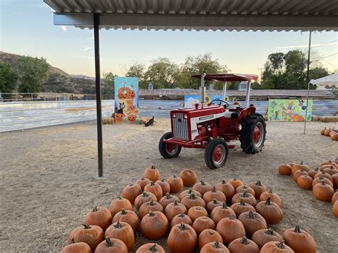 Southern California Pumpkin Patch Guide 2023 Kidsguide Kidsguide