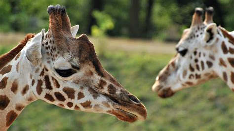 animals, Giraffes Wallpapers HD / Desktop and Mobile Backgrounds