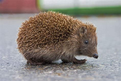 Hedgehog and porcupine are much comparable looking however different creatures with some perceptible contrasts displayed between them as to their qualities and distribution designs. Balashon - Hebrew Language Detective: kipod and dorban