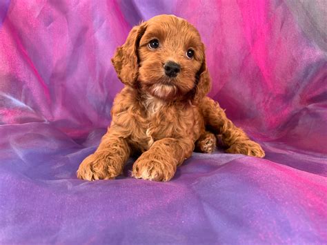 Eight Week Old Dark Red Female Cockapoo Puppies For Sale