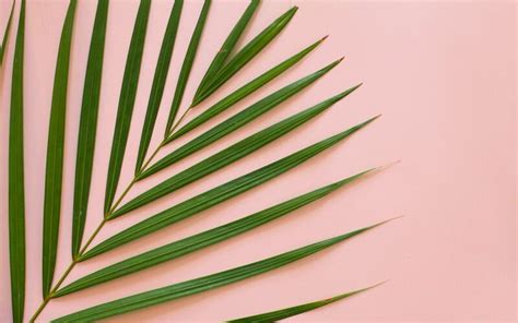 Palm Love Freebies Desktop Wallpapers Tropical