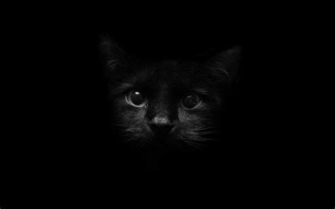 Cute Black Cat Desktop Wallpapers Top Free Cute Black Cat Desktop