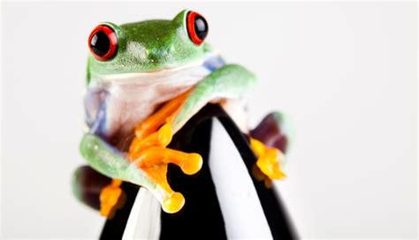 The Best Pet Frogs For Anyone Top 10