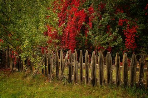fence trees grass hd wallpaper nature and landscape wallpaper better
