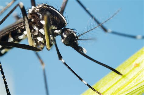 Deadly ‘tiger Mosquitoes Could Arrive In Britain In Summer Bringing