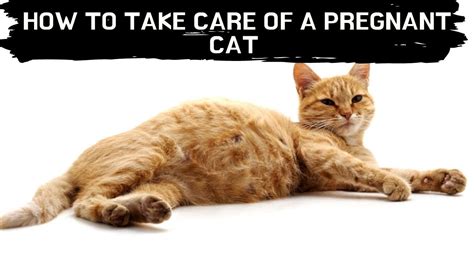 How To Take Care Of A Pregnant Cat Updated 2022 Pregnant Cat Care