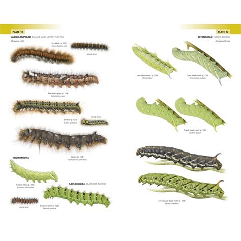 Caterpillars Of Great Britain And Ireland New And Accurate Field Guide