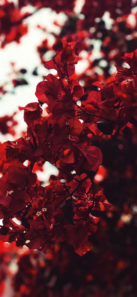 Red Leaves Iphone 12 Wallpapers Free Download