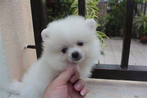 A black mini pomeranian is a beautiful animal. LovelyPuppy: 20131023 Mini White Pomeranian Puppy