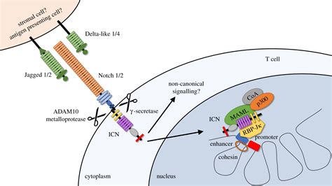 Notch Signalling In T Cell Homeostasis And Differentiation Open Biology