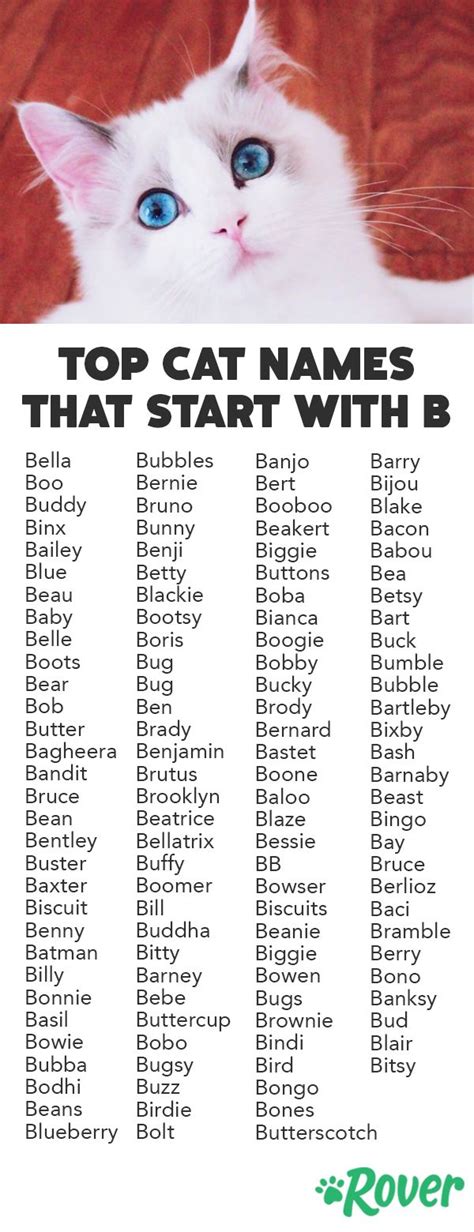 The Best Cat Names That Start With ‘b Cat Names Girl Cat Names