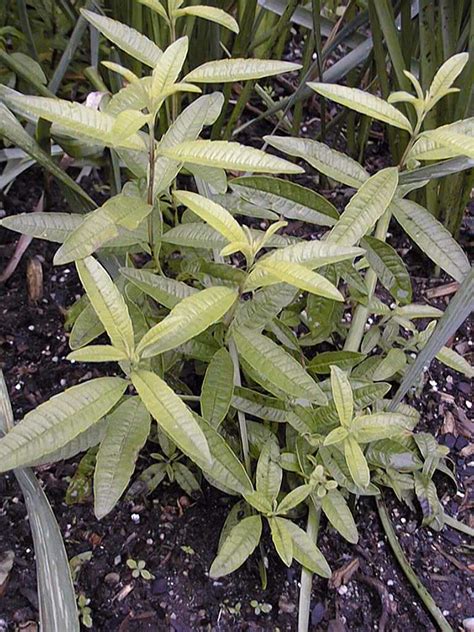However, that was not its first name as the plant has had several names since it first arrived in europe. Lemon Verbena (Aloysia triphylla)