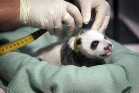 Baby Panda At Makes Debut At Atlanta Zoo