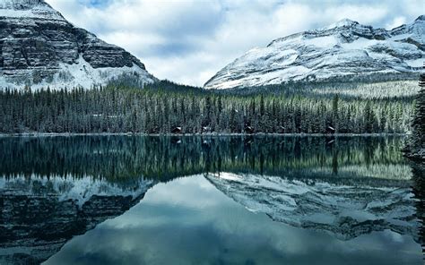 Download Wallpapers Lake O Hara Mountain Lake Forest Evening