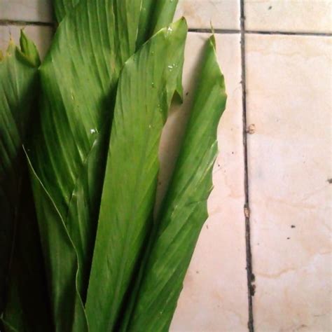 Daun Kunyit In English File Centipede Plant Homalocladium Platycladum