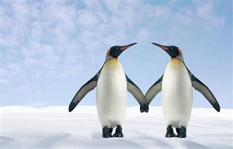 Two Penguins Holding Hands Photograph By Fuse Pixels