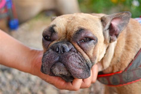 What To Do If Your Dogs Face Is Swollen