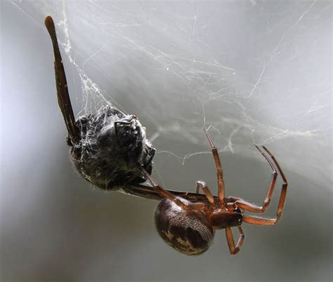 Brown recluse and black widow spider bites are medically significant in north america. Student left with INCH DEEP wound after 'false widow ...