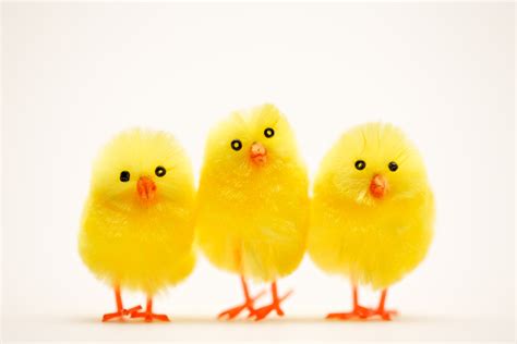 happy easter chick gallery