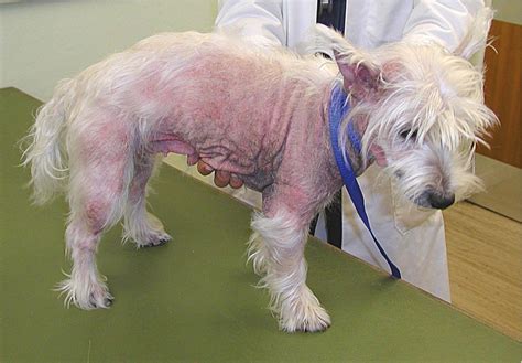 Tratamiento Inicial Del Perro Con Dermatitis Atópica