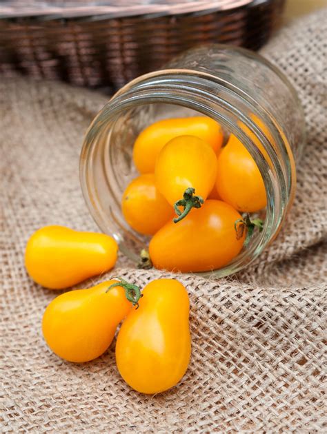 Ildi Yellow Pear Heirloom Tomato Premium Seed Packet · Sherwoods Seeds