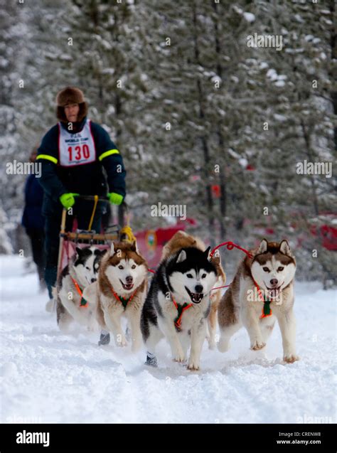 Siberian Huskies Running Sled Dogs Dog Team Dog Sledding Mushing