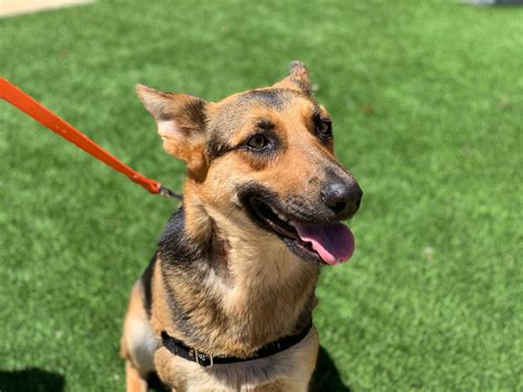 Daily posts of puppies and dogs available in the san diego, ca area!! Dog Rescued from Boulders Up for Adoption Tuesday | News ...