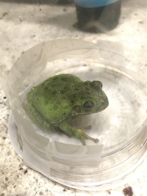 Can Anyone Id This Frog North Carolina Rfrogs